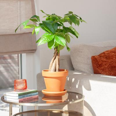plantje.nl Pachira Aquatica (Geldboom) Kamerplanten, Groen, Gevlochten Stam, Groene Bladeren, Luchtzuiverend, Geschikt voor beginners