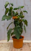 Solanum Sons - Warentuin natuurlijk