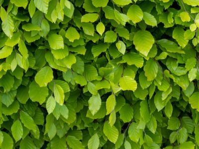 Lei Groene beuk