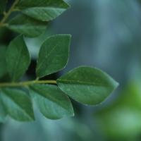 Acacia-Robinia Kunsttak 53cm