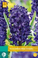 Hyacinthus Blue Trophy - Jub