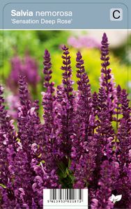 Vips Salvia nemorosa Sensation Deep Rose - Prachtsalie