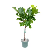 MDK Ficus Lyrata P27