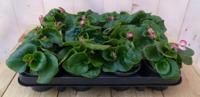 Begonia's groenblad per bak 12 stuks kleur varieert Warentuin Natuurlijk - Warentuin natuurlijk