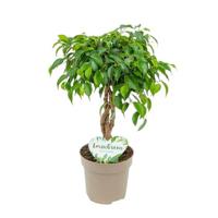 Ficus Tarana Twisted Stem Potmaat 12 H40-45 kamerplant Beautanic Lifestyle - Beautanic lifestyle
