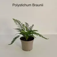 Tuinplant Naaldvaren Polystichum Braunii