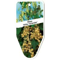 Ribes Witte Hollander - Oosterik home