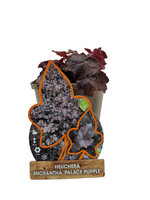 Heuchera micrantha 'Palace Purple' - Purperklokje - thumbnail