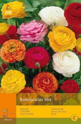 10 Ranunculus Mivj - Jub