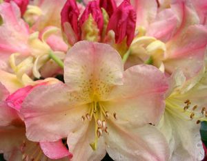 Rhododendron