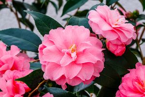 Camellia