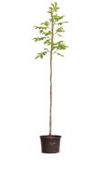 Walnotenboom Lange van Lod Juglans regia Lange van Lod h 225 cm st. omtrek 3 cm - Warentuin Natuurlijk