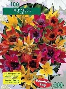 Tulp
