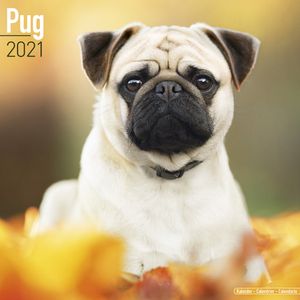 Kalender 2025 Mops