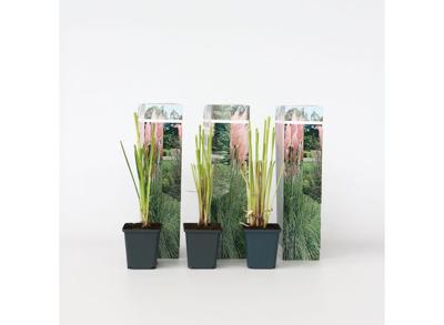 Set van 3 Roze Pampasgrassen