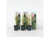 Set van 3 Roze Pampasgrassen