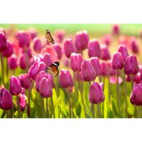 Inductiebeschermer - Tulpen met vlinders - 59x52 cm