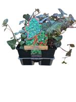 Hedera hibernica - klimop 6 pack