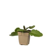 Veldsalie vaste plant Griffioen - Griffioen