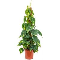 Philodendron grand brasil mosstok kamerplant