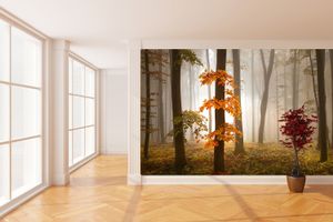 Fotobehang Foggy Autumn Forest