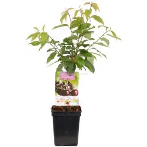 Kersenboom (prunus avium "Sunburst") fruitbomen - In 5 liter pot - 1 stuks