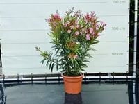 Roze Oleander - hoogte 80-100 cm