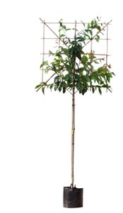 Japanse sierkers leiboom 180 cm Prunus serrulata 300 cm - Warentuin Natuurlijk