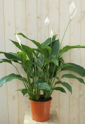 Lepelplant Spathiphyllum 120 cm - Warentuin natuurlijk