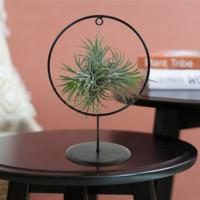 Tillandsia Ionantha - inclusief sierring - Luchtplant