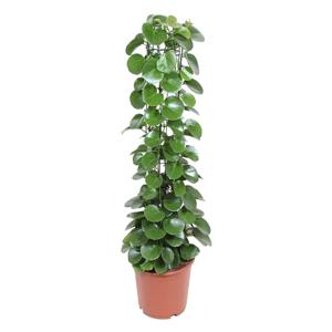 Cissus Rotundifolia (Kamerwingerd) - P 24 cm