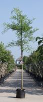 Honingboom Sophora japonica h 550 cm st. omtrek 19 cm - Warentuin Natuurlijk