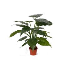 Kunstplanten alocasia olifantsoor groen 51 cm   -