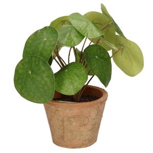 Emerald Kunstplant pilea/pannekoekplant - groen - in pot - 25 cm   -
