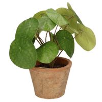 Emerald Kunstplant pilea/pannekoekplant - groen - in pot - 25 cm   - - thumbnail