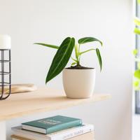 Anthurium Warocqueanum - P12 Anthurium Warocqueanum - P12
