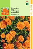Calendula officinalis Dubbelbl. Ball s Oranje - Hortitops