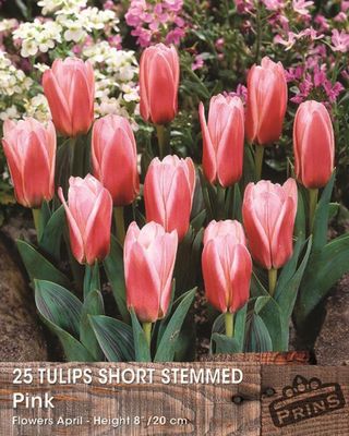 Prins tulp short stemmed pink 25 bollen