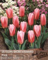 Prins tulp short stemmed pink 25 bollen