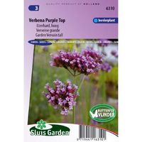 Verbena Bonariensis zaden Purple Top ijzerhard - thumbnail