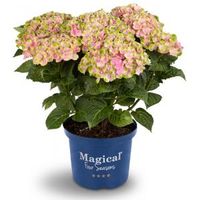 Hydrangea Macrophylla "Magical Amethyst Roze"® boerenhortensia - 25-30 cm - 1 stuks - thumbnail