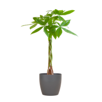 Pachira Aquatica met Viber grijs - 80cm - Ø21 Pachira Aquatica met Viber grijs - 80cm - Ø21