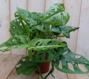 Kamerplant Monstera Mini Gaten - Warentuin natuurlijk