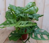Kamerplant Monstera Mini Gaten - Warentuin natuurlijk