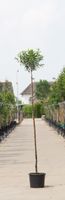 Bol sierkers Prunus em. Umbraculifera h 230 cm st. omtrek 8 cm st. h 200 cm - Warentuin Natuurlijk