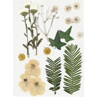 Creativ Company Gedroogde bloemen en bladeren off-white, 19dlg.