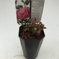 Struikroos Rosa Eden Rose Arie Bouman - Arie bouman