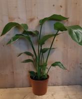 Paradijsvogelbloem Nicolai 50 cm hoog kamerplant - Warentuin natuurlijk