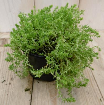 3 stuks! Rotsplant Sedum lichtgroen - Warentuin natuurlijk