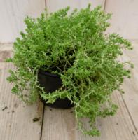 3 stuks! Rotsplant Sedum lichtgroen - Warentuin natuurlijk